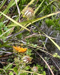 Berkheya barbata