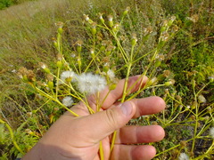 Senecio doria