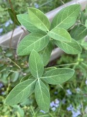Lonicera sempervirens