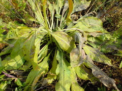 Senecio doria
