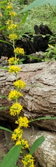 Solidago curtisii