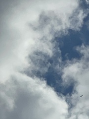Accipiter nisus