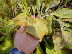 Coleosporium senecionis