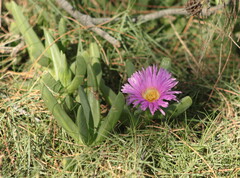 Carpobrotus glaucescens