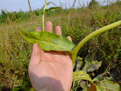 Senecio doria