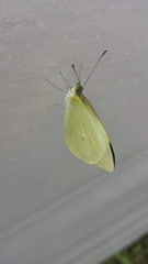 Leptophobia aripa