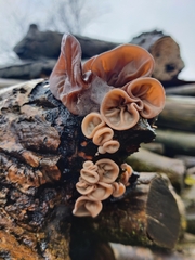 Auricularia auricula-judae