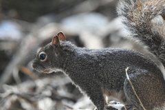 Sciurus alleni