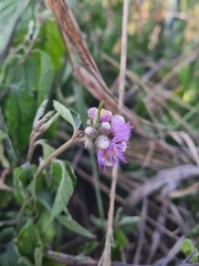 Cyrtocymura scorpioides