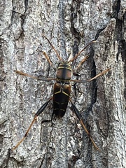 Neoclytus mucronatus