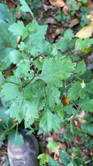 Crataegus marshallii