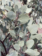 Arctostaphylos viscida mariposa