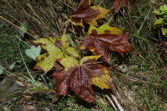 Xylella fastidiosa