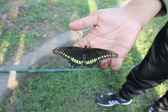 Battus polydamas polydamas