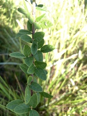 Lespedeza hirta