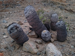 Copiapoa cinerea