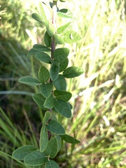 Lespedeza hirta