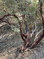 Arctostaphylos viscida mariposa