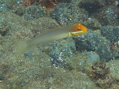 Valenciennea strigata