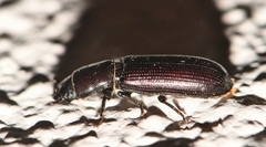 Trogossitinae