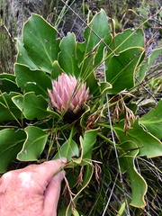 Protea cynaroides