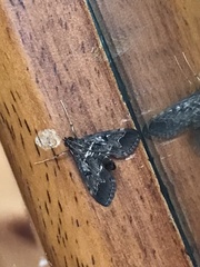 Elophila tinealis