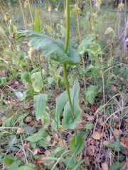 Bupleurum aureum