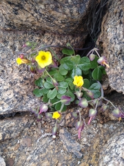 Oxalis