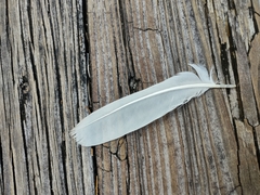 Pelecaniformes