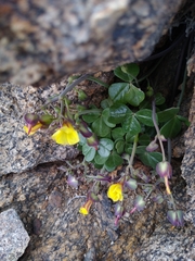 Oxalis
