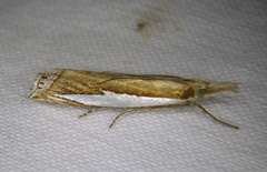 Crambus watsonellus