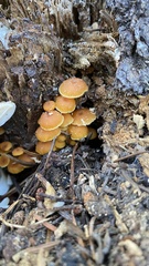 Chrysomphalina chrysophylla