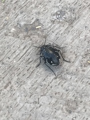 Gyriosomus marmoratus