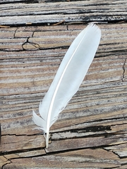 Pelecaniformes