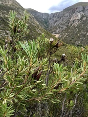Protea repens