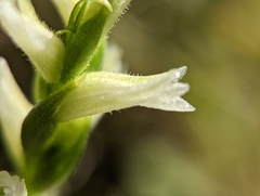 Spiranthes cernua