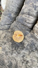 Chrysomphalina chrysophylla