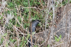 Pseudechis porphyriacus