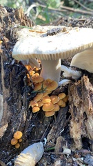 Chrysomphalina chrysophylla