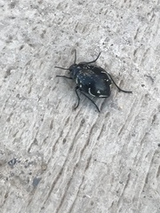 Gyriosomus marmoratus