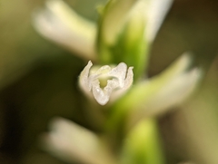 Spiranthes cernua