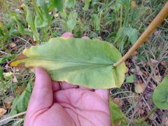 Bupleurum aureum