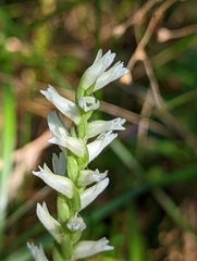 Spiranthes cernua