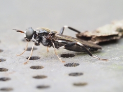 Exaireta spinigera