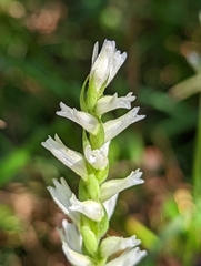 Spiranthes cernua