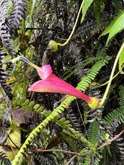 Siphocampylus hispidus