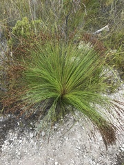 Elegia filacea