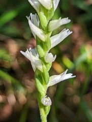 Spiranthes cernua