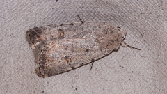 Caradrina clavipalpis