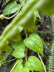 Siphocampylus hispidus